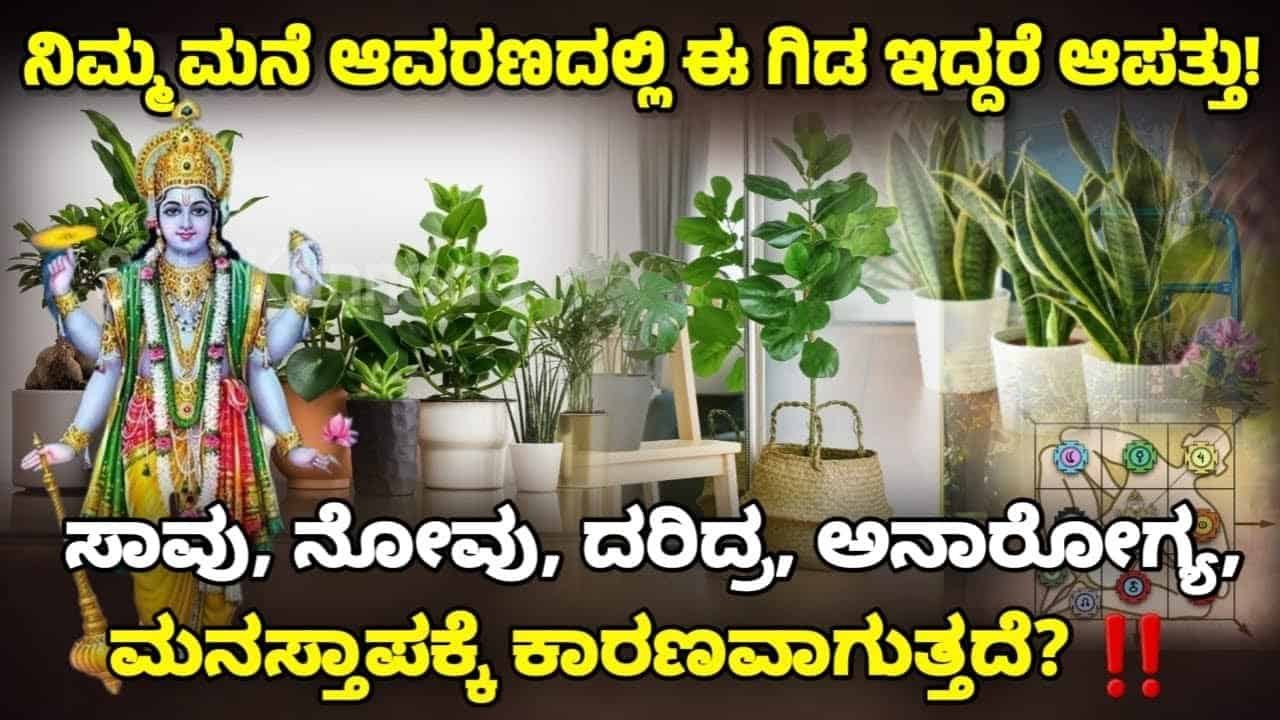 ನಿಮ್ಮ ಮನೆ ಆವರಣದಲ್ಲಿ ಈ ಗಿಡ ಇದ್ದರೆ ಆಪತ್ತು..ಸಾವು ನೋವು ದಾರಿದ್ರ್ಯ ಅನಾರೋಗ್ಯ. ಮನಸ್ತಾಪಕ್ಕೆ ಕಾರಣವಾಗುತ್ತದೆ..