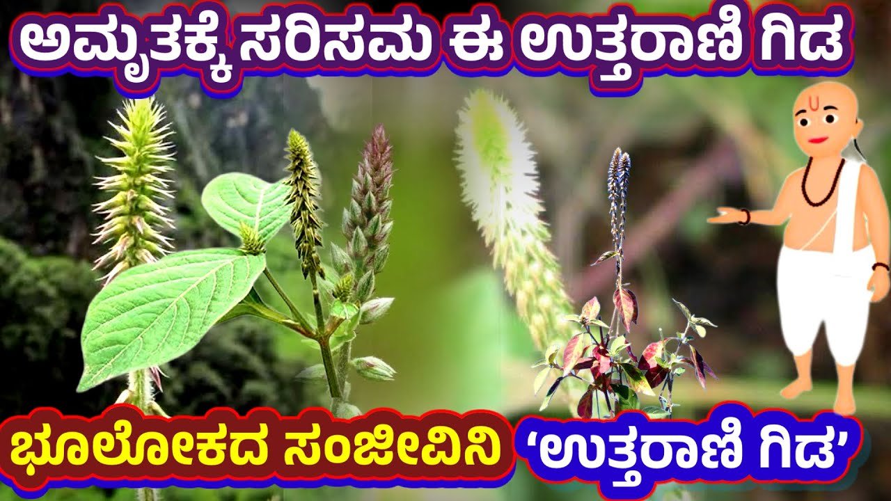 ಉತ್ತರಾಣಿ ಗಿಡ ಅಮೃತಕ್ಕೆ ಸಮಾನ..ಈ ಗಿಡದಿಂದ ಏನೆಲ್ಲಾ ಲಾಭಗಳಿವೆ ಗೊತ್ತಾ ? ಎಲ್ಲಿ ಸಿಕ್ಕರೂ ಬಿಡಬೇಡಿ